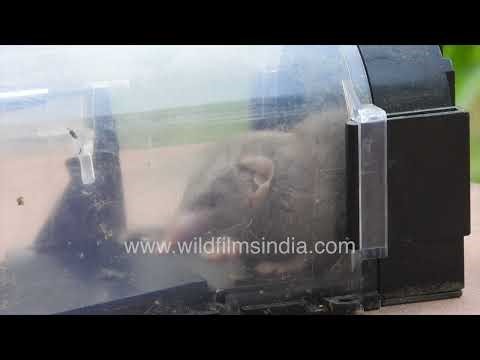 Asian House Shrew caught in live trap | Safe release and escape