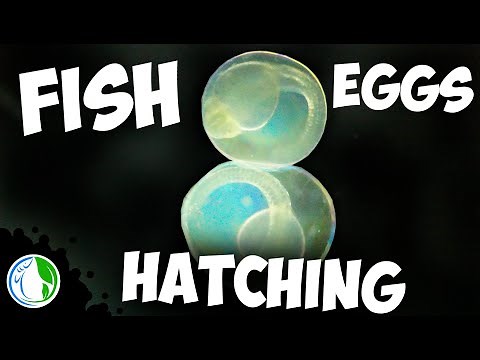 Fish eggs hatching UNDER THE MICROSCOPE - Aquarium breeding wild Tetra fish