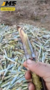 SUGAR CANE BUD CHIPPER ng #trending #agriculture #farm | Japan Machinery Store