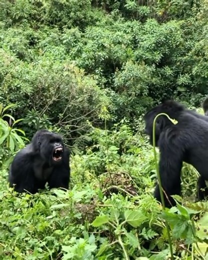 What is the Best Gorilla Safari Package in Ugandan and Rwanda? I used to get overwhelmed picking a gorilla safari—too many choices, not enough clarity. After testing and comparing, I found the best: 3 Days Gorilla Trekking Safari in Bwindi or Volcanoes for a short, powerful adventure 10 Days Uganda and Rwanda Safari for the full wild Uganda experience Plan your dream safari with our concierge team – the journey starts in our bio info@gorilla-trekking-safari.com www.gorilla-trekking-safari.com #g