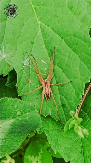 Spider Pisaura mirabilis 🕷️ ‪@ikadjodjiro‬