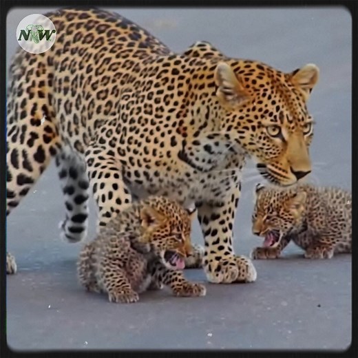 Adorable leopards rely on their mom to safely cross the road—[Full story in 𝗰𝗼𝗺𝗺𝗲𝗻𝘁]👇 | Adorable Things