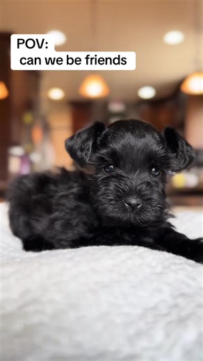 Our all-black teacup Miniature Schnauzer puppy is an absolute gem. With a sleek, jet-black coat and the sweetest expressive eyes, this little one turns heads everywhere. Beyond the stunning looks, the puppy has a loving, playful, and intelligent personality that makes bonding effortless.