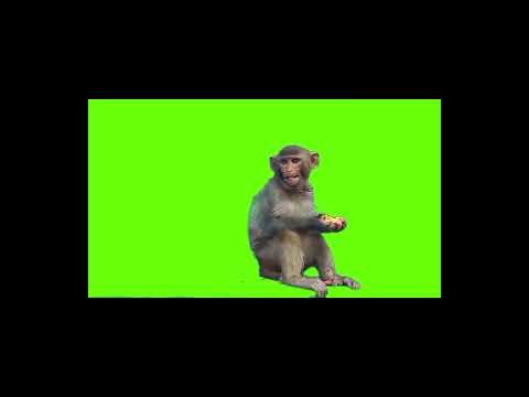 Monkey Green Screen Video || Funny Monkey Actions || Chroma Key || Content For Creators