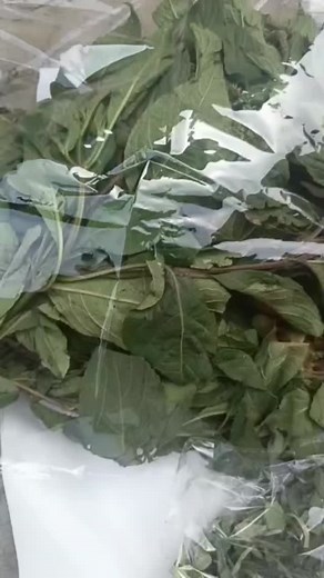 Freshness you can see. Ugwu, uziza, waterleaf, oha, egusi and more… We source, sort and deliver,so you skip the stress of going to the market and enjoy the cooking. HNH… making your kitchen life easier, one delivery at a time. 👉 Click the link in our bio to order or call 083314803—freshness is just one message away. #ease #kanobusiness #doorstepdeliveryinkano #conveniencemarket #cleanedprotein #kano | HandHfood mart