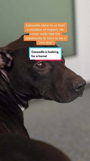 Canoodle the Dog is Ready for Adoption in the Tri-State Area!