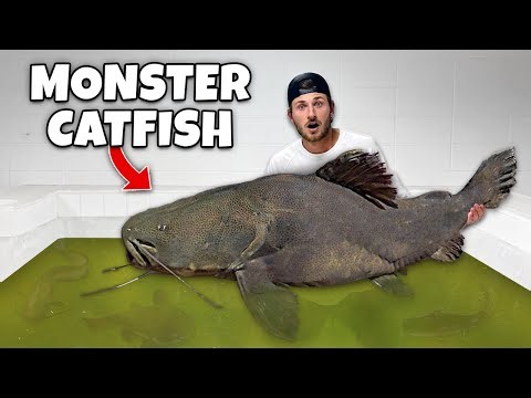 He SURPRISED Me With a MAN EATING CATFISH!!