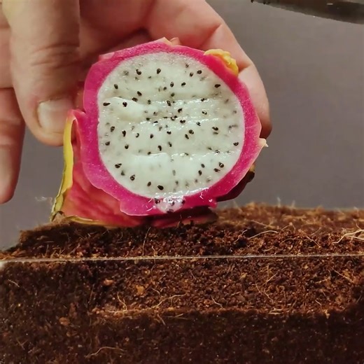 Check out how seeds grow in time-lapse motion! | This Is Brainy