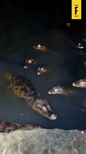 Alligators spotted in the Apipucos reservoir in Recife's North Zone