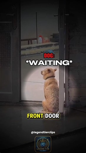 Why Dogs Cry When You Leave for Work #dog #sad #animals