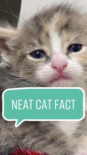 Cat Eye Colors: Are Cats' Eyes Blue When Born?