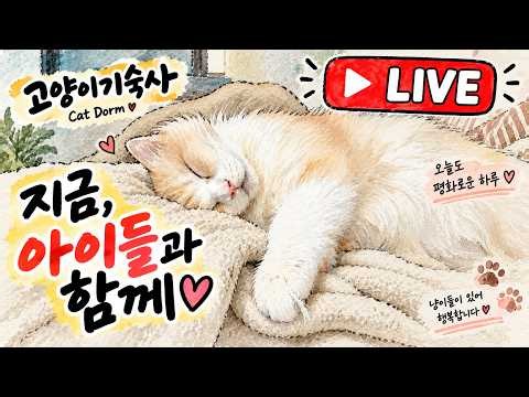 🔴 이곳엔 70마리 고양이가 함께 삽니다｜오늘도 평화로운 고양이기숙사 LIVE