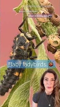 The life-cycle of baby ladybirds! #macro #macrophotography #entomology #insects #ladybird #insect