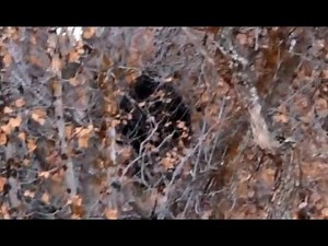Bigfoot in Utah County? National experts weigh in on viral video