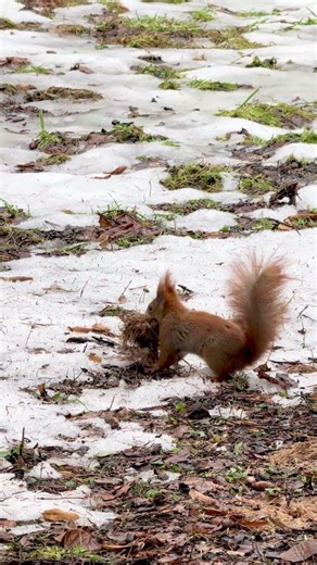 A squirrel collecting nesting material