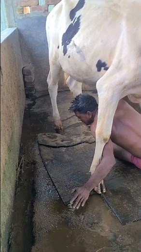 Caw funny video🤣🤣 #trending #funny #whowillbemylifepartnerta #viral #caw