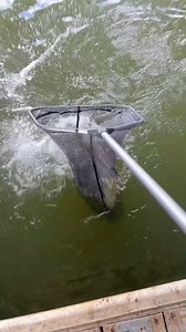 Buffalo fish stew #cooking #fishing #outdoors #easyrecipe #cheapprice #seafoodlover | Wade Fishez