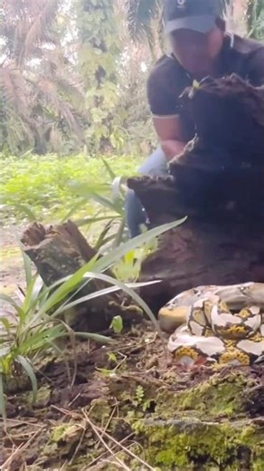 Discovery of the figure of the batik python, the flower python, on a tree stump