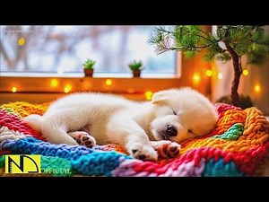 24 HOURS Dog Calming Music for Sleep 🐶🌸 Anti Separation Anxiety & Stress Relief 🎶 No Ads