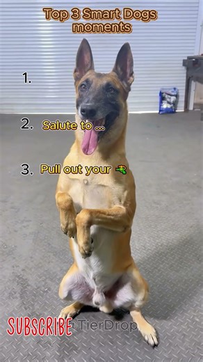 Top 3 Smart Dog Moments That Will Blow Your Mind! 🐶🧠 #shorts