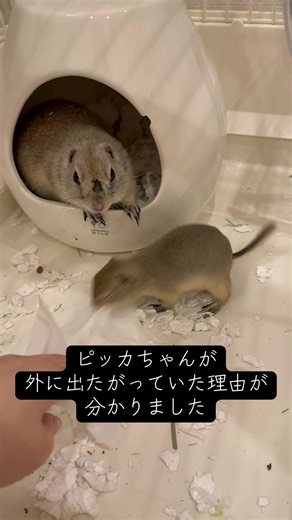 多分前の飼い主さんが、ティッシュを毎回与えていたんじゃないかとおもいます！ だから、外に出てティッシュ狩りをしたかったんじゃないかと思います😂 最近は、足もなおって、反抗期に入ったので、めちゃめちゃ噛まれます😂人間恐怖症のピッカちゃんなので、どのくらい時間がかかるかわかりませんが、気長に接していこうと思います🌸 #いきちゃん #ぺぎちゃん #ぴっかちゃん #リチャードソンジリス