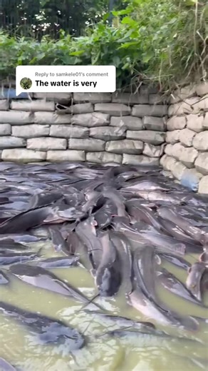 Tips for Healthy and Neat Fish Ponds