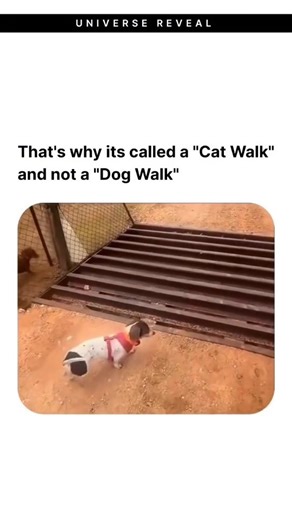 RevealFacts | The Level of Elegance Between a Dog and a Cat Cats and dogs both display elegance, though in distinctly different ways. Cats are often... | Instagram