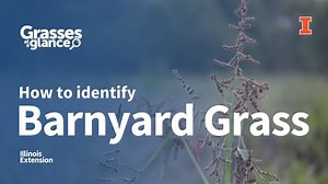 How to Identify Barnyard Grass