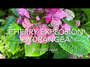 Late Season Cherry Explosion Hydrangea