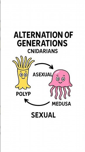 Cnidarians: Alternation of Generations Explained 🪸 | Polyp & Medusa Cycle #Biology #NEET #Zoology