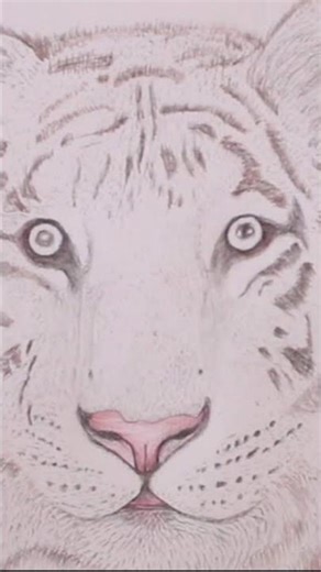 After one hour I realistic albino tiger