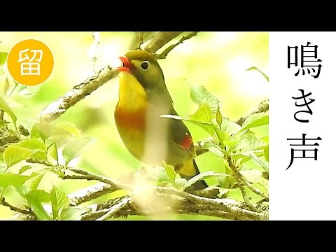 【解説付き】ソウシチョウの鳴き声（さえずり）
