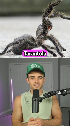 40K views · 664 reactions | Would You Want These Exotic Pets? #pet #pets #animals #animal #snake #lion #bear #spiders #raccoon #sambucha | Sambucha | Facebook