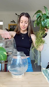 🌿💧Full hydro plant water swap. A monthly routine I find SO RELAXING. Refilling my hydro plants: Monstera, Fiddle Leaf Fig, Snake Plant, Scindapsus, Pilea, Philodendron and Pothos. 😌Find the full version with all my hydro plant tips on my YT. [passthatplant] . . . . #hydroplants #hydroplant #propagationstation #propagatingplants #ficus #Houseplants #Monstera #FiddleLeafFig #SnakePlant #Scindapsus #Pilea #Philodendron #Pothos #Hydroponics #PlantCareRoutine #WaterPropagation #LiquidPlantFood #In