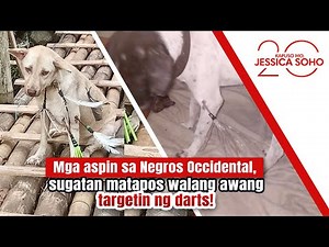 Mga aspin, sugatan matapos walang-awang targetin ng darts! | Kapuso Mo, Jessica Soho