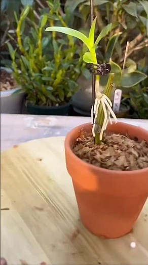 SHARING TIP! Using Simple technique how to grafting dendrobium orchid plant #orchid🌱🌱🌱🌱🌱🌱