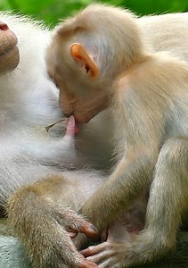 121K views · 3.6K reactions | Most adorable baby monkey is enjoying milk by hungry! looking baby monkey Lucie is so hungry... | Jane Family | Facebook