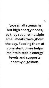 Puppy Feeding Schedule The Ultimate Puppy Meal Routine and Nutrition Guide #shorts