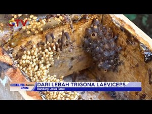 Budidaya Lebah Madu Trigona di Pekarangan Rumah, Bandung #BuletiniNewsPagi 23/09