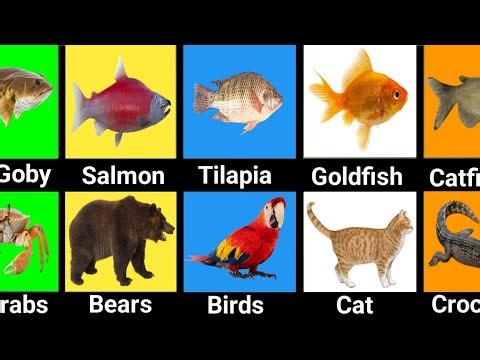 Comparison: Fish vs Predators 🦈