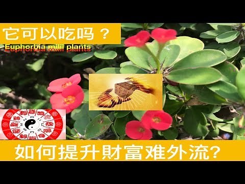 （麒麟花）什么人最适合种？feng shui of Euphorbia milii plants.