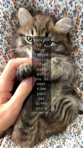 Why Your Cat Rubs Against You And Why Its Basically a Meme of Love Have you ever...