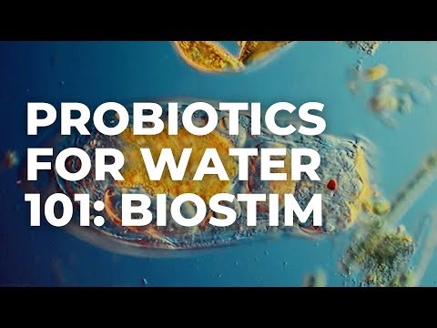 Probiotics for Water 101—How Biostim (100% Natural) Improves Water Quality in Dams, Lakes and Ponds