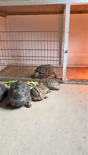 7.4K views · 494 reactions | Don't you just hate it , you press the snooze button just one too many times and end up rushing around, but everything goes wrong. If only you could go back to bed and start again. | Animal Magic Wildlife Displays | Facebook