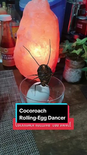 TradvenFood on TikTok