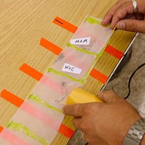 Video: Reliable Method for Assessing Seed Germination, Dormancy, and Mortality under Field Conditions