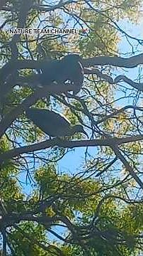 NATURE TEAM 🇿🇦 BIRDS HADEDA IBIS BIRDS ‪@EleenVorster‬ #nature #birds #birdingparadise