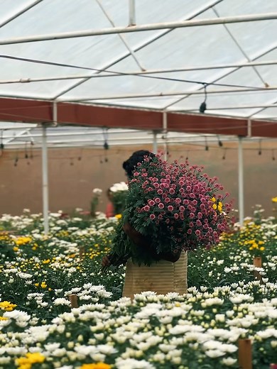 Ceylon Fresh Flower Farm — ලංකාව පුරා යන අපේ මල්