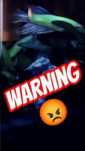 Cloudy Water in Betta Fish Tank?😱 Don't Panic!