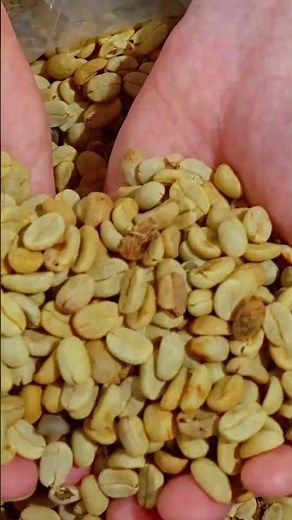 How Coffee Is Made From Farm to Cup!